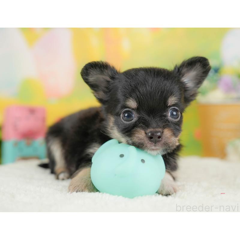 販売中の栃木県のチワワ(ロングコート)-427280の5枚目