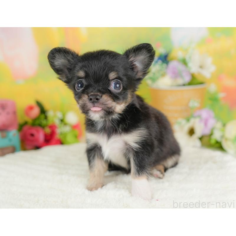 販売中の栃木県のチワワ(ロングコート)-427280の3枚目