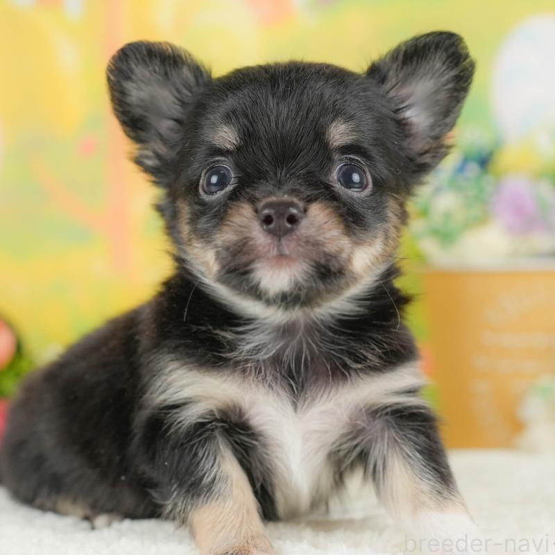 販売中の栃木県のチワワ(ロングコート)-427280の2枚目