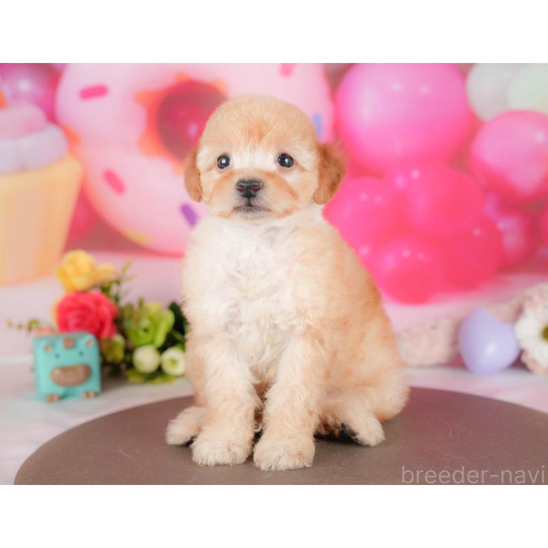 販売中の栃木県のトイプードル-427279の8枚目