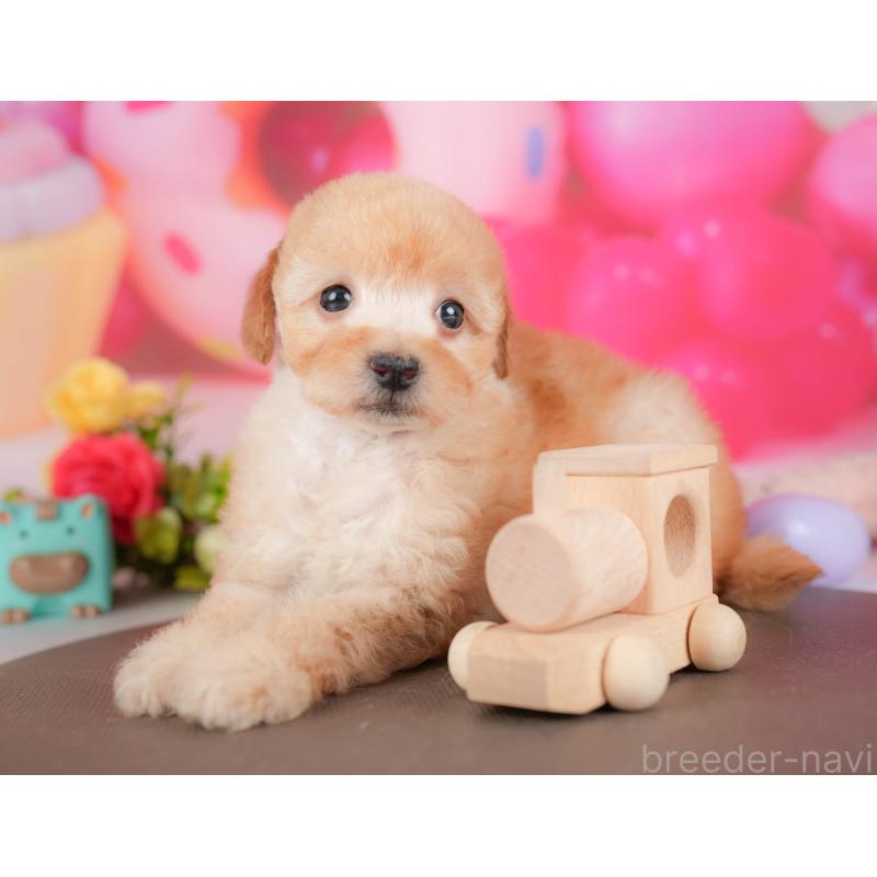 販売中の栃木県のトイプードル-427279の4枚目