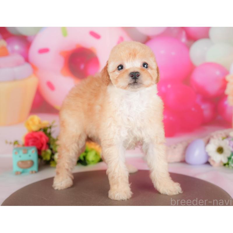 販売中の栃木県のトイプードル-427279の2枚目