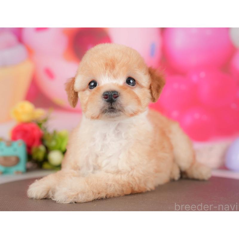 販売中の栃木県のトイプードル-427279の3枚目