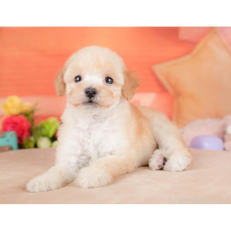 販売中ののトイプードル-427277