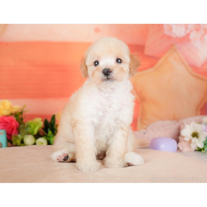 販売中の栃木県のトイプードル-427277の11枚目