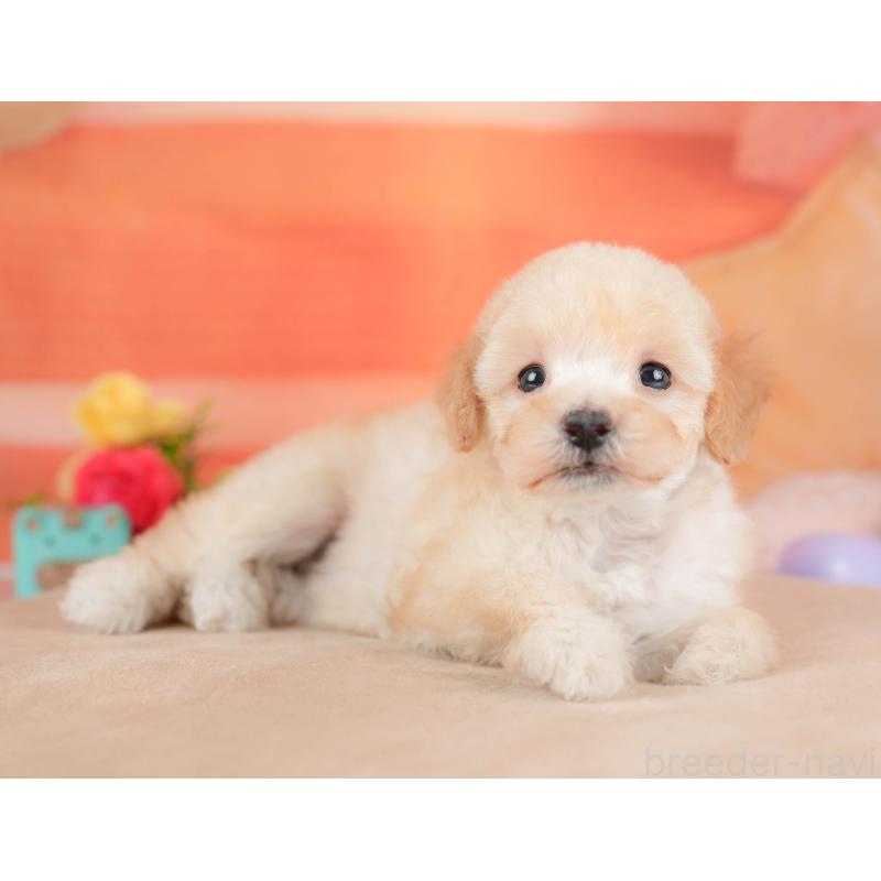 販売中の栃木県のトイプードル-427277の8枚目