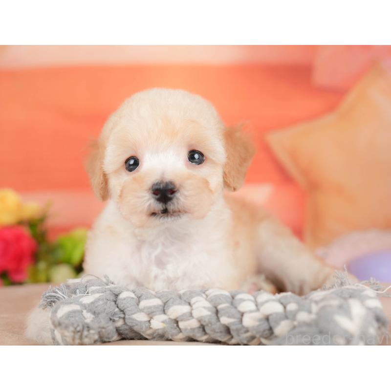 販売中の栃木県のトイプードル-427277の4枚目