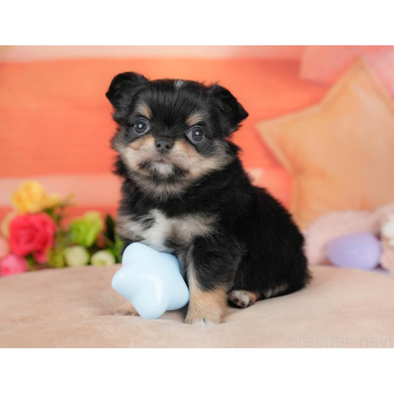 販売中の栃木県のチワワ(ロングコート)-427276の1枚目