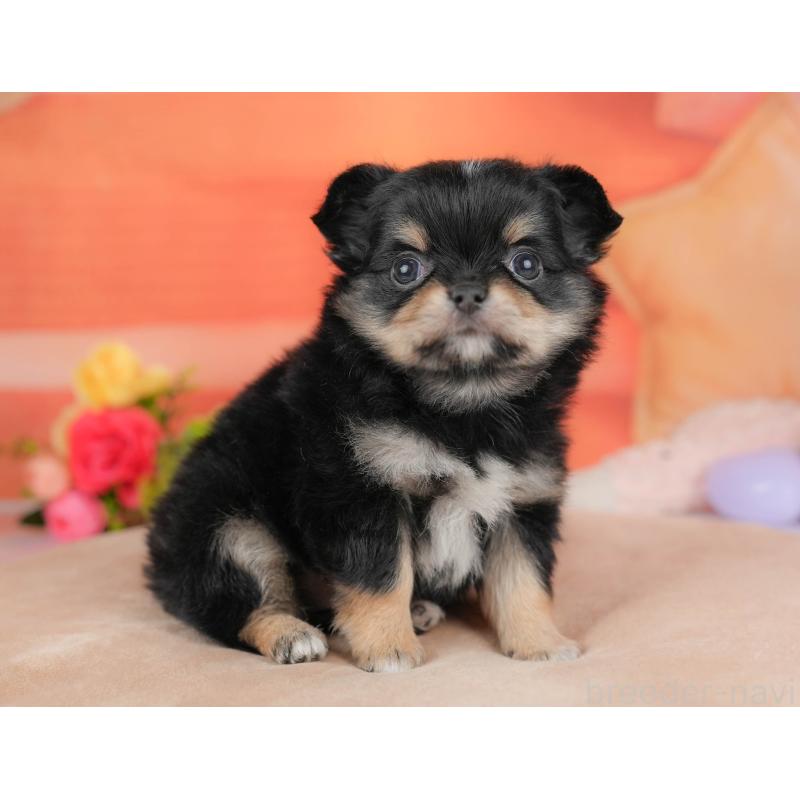 販売中の栃木県のチワワ(ロングコート)-427276の9枚目