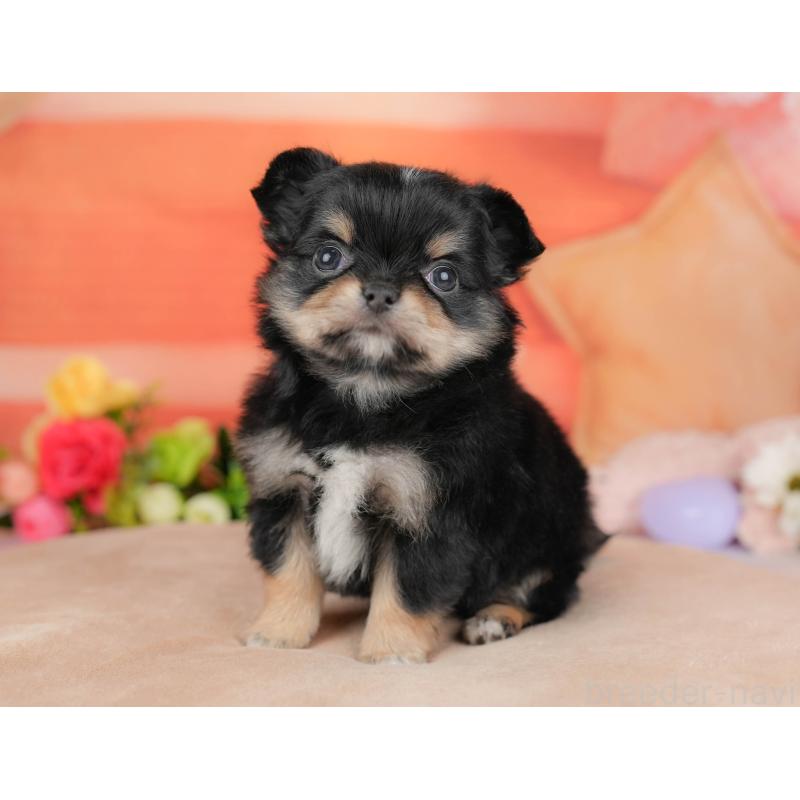 販売中の栃木県のチワワ(ロングコート)-427276の5枚目