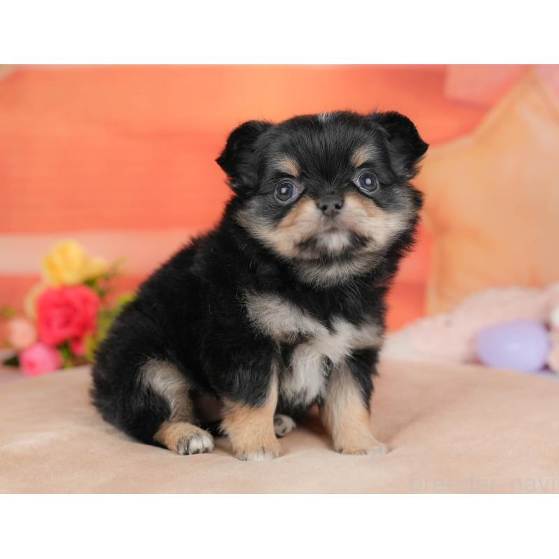 販売中の栃木県のチワワ(ロングコート)-427276の4枚目