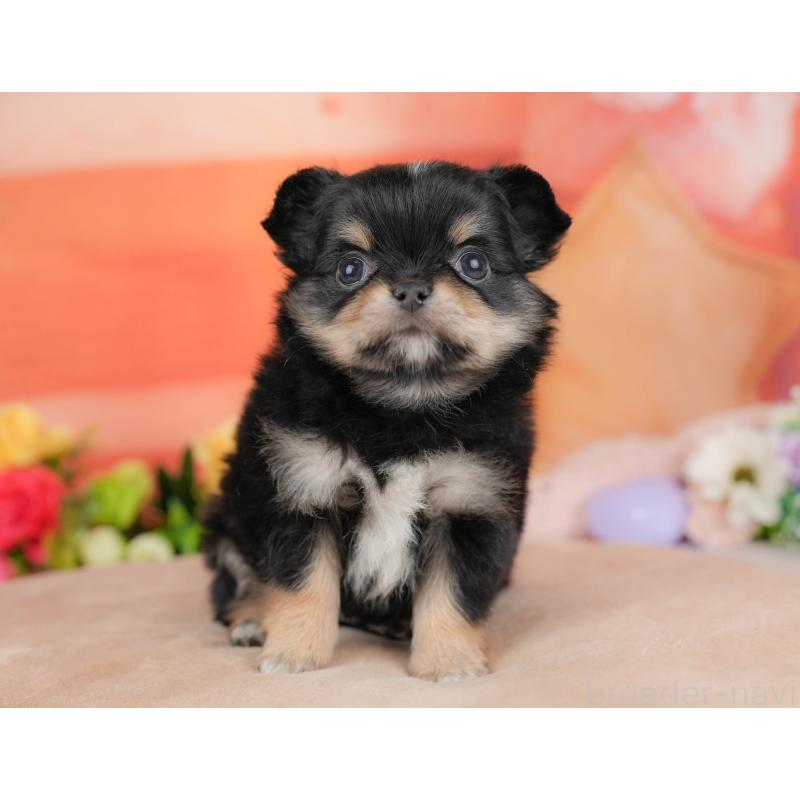 販売中の栃木県のチワワ(ロングコート)-427276の3枚目