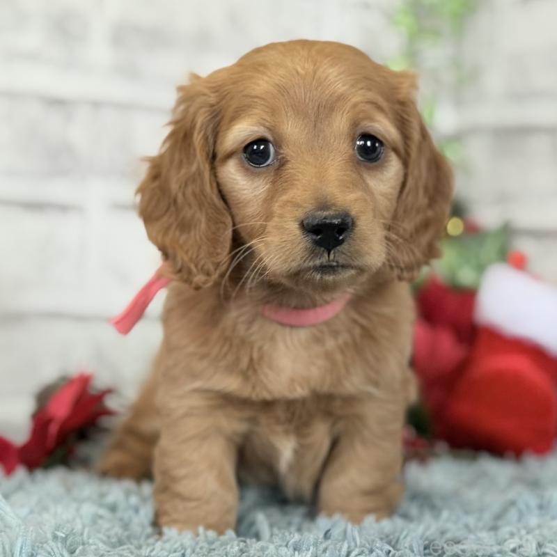 販売中の埼玉県のミニチュアダックスフンド(ロングヘアード)-427137の1枚目