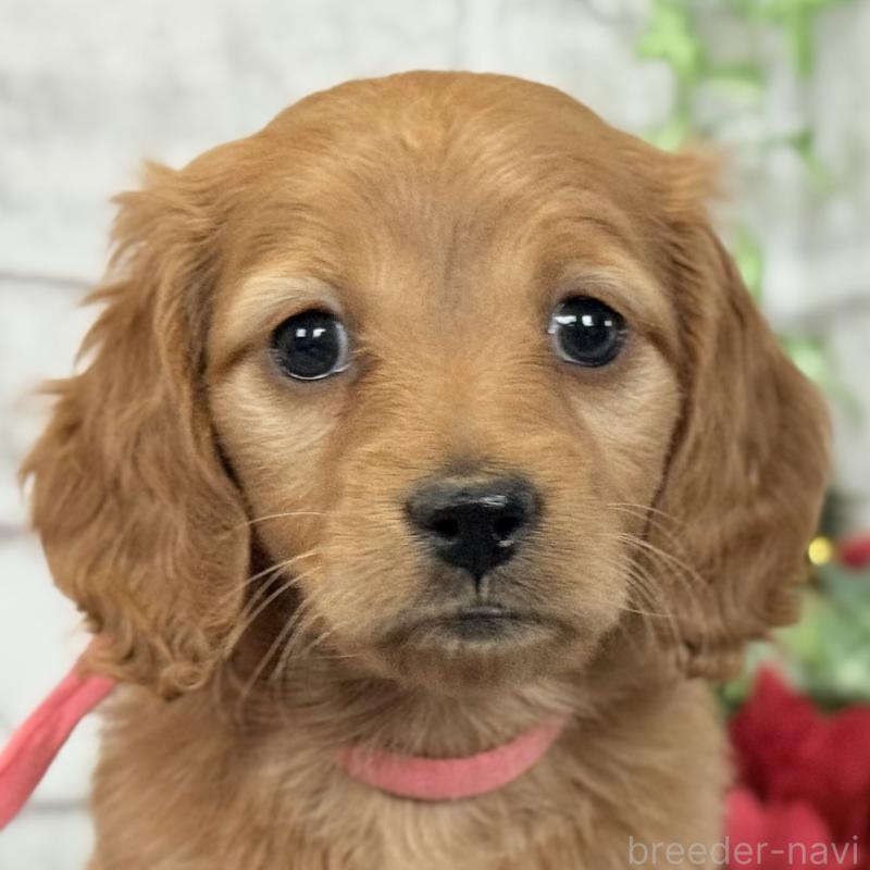 販売中の埼玉県のミニチュアダックスフンド(ロングヘアード)-427137の12枚目