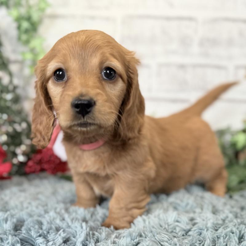 販売中の埼玉県のミニチュアダックスフンド(ロングヘアード)-427137の11枚目