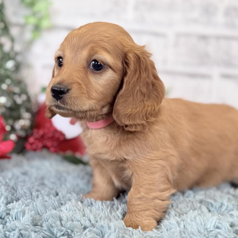 販売中の埼玉県のミニチュアダックスフンド(ロングヘアード)-427137の10枚目