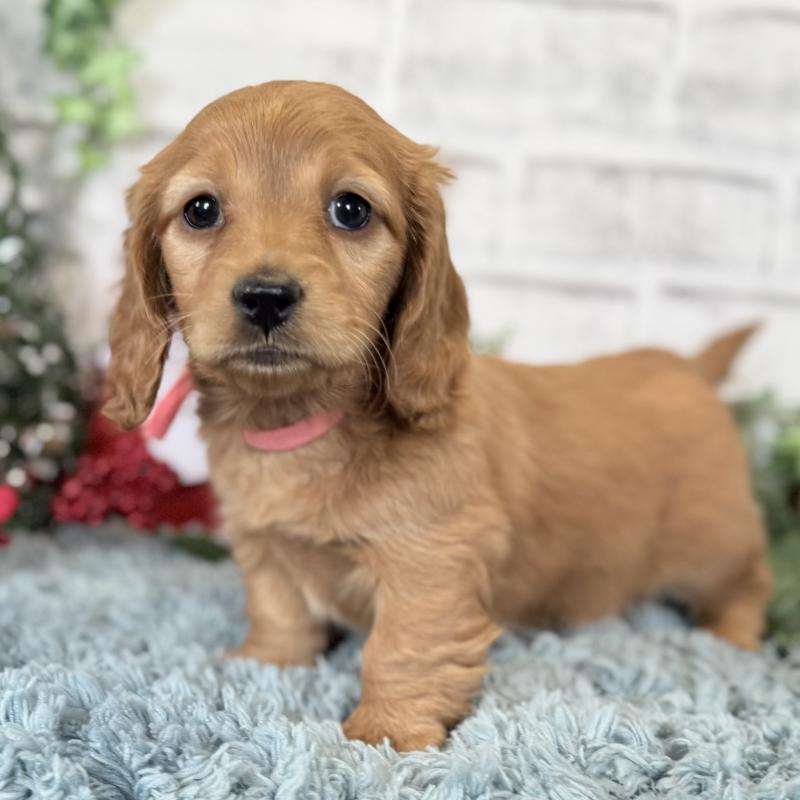 販売中の埼玉県のミニチュアダックスフンド(ロングヘアード)-427137の9枚目