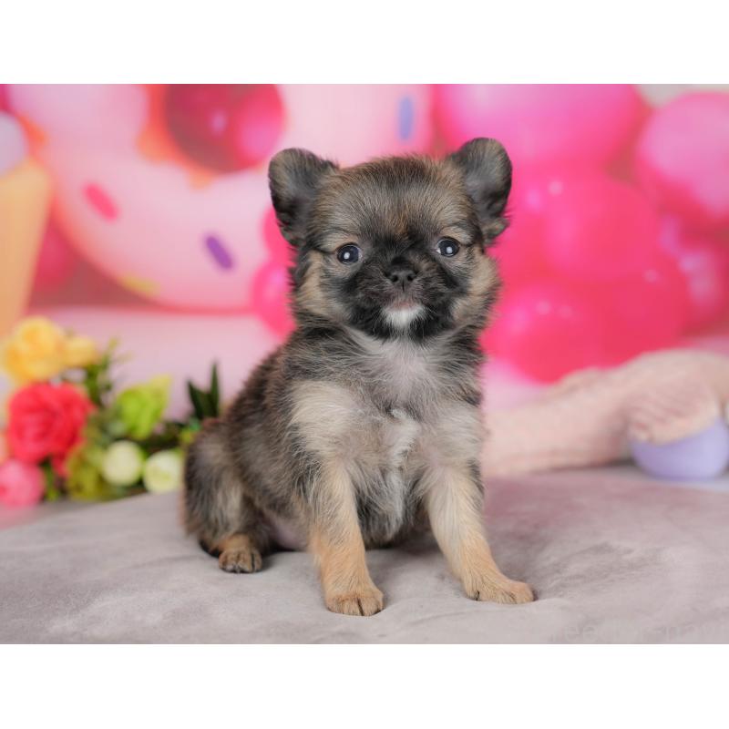 販売中の栃木県のチワワ(ロングコート)-427275の11枚目