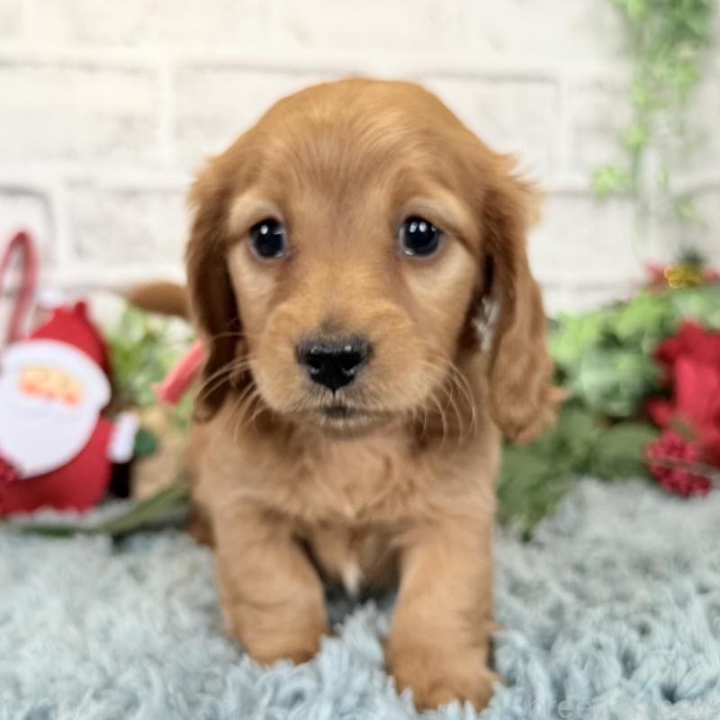 販売中の埼玉県のミニチュアダックスフンド(ロングヘアード)-427137の7枚目