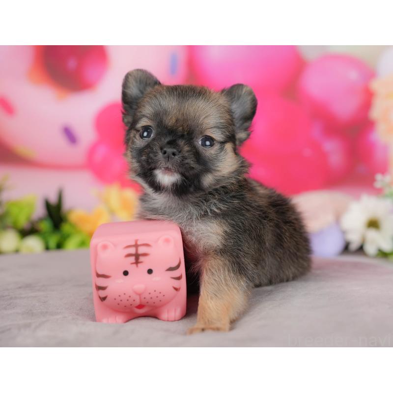 販売中の栃木県のチワワ(ロングコート)-427275の8枚目