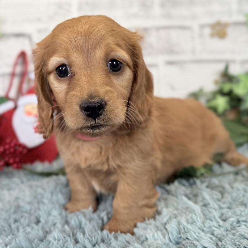 販売中の埼玉県のミニチュアダックスフンド(ロングヘアード)-427137の6枚目