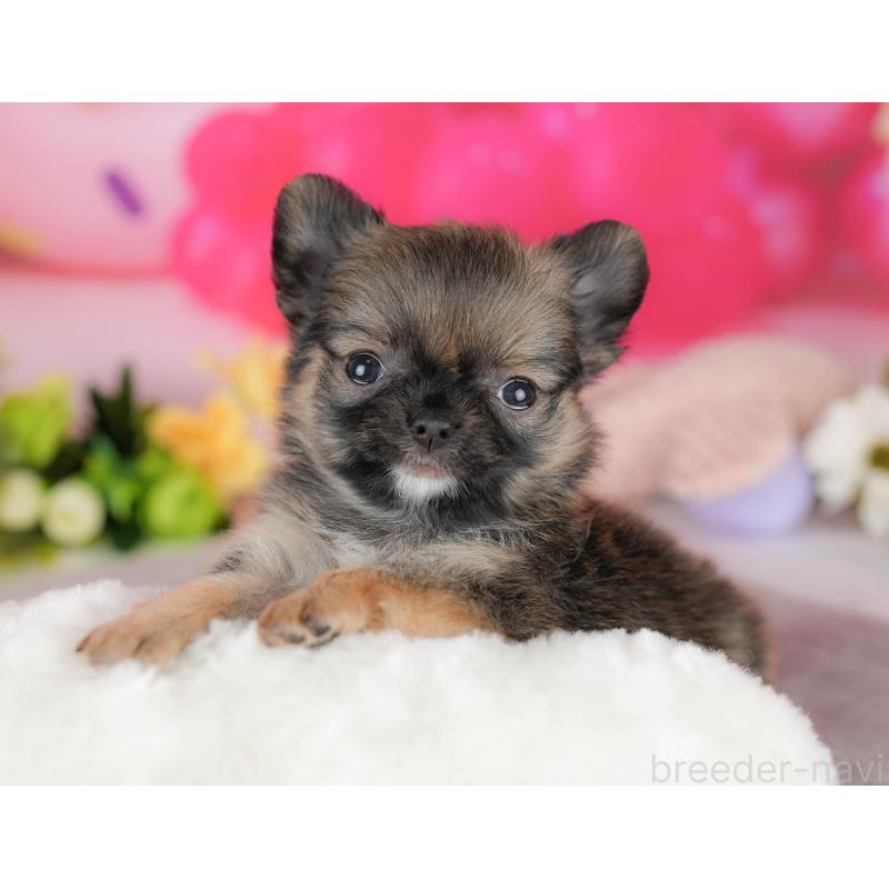 販売中の栃木県のチワワ(ロングコート)-427275の7枚目