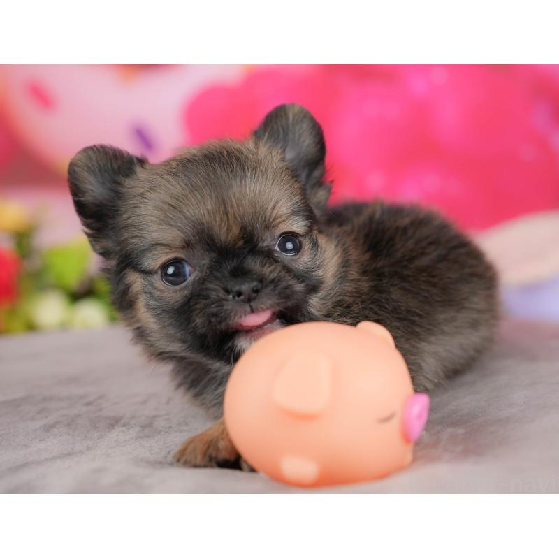 販売中の栃木県のチワワ(ロングコート)-427275の6枚目