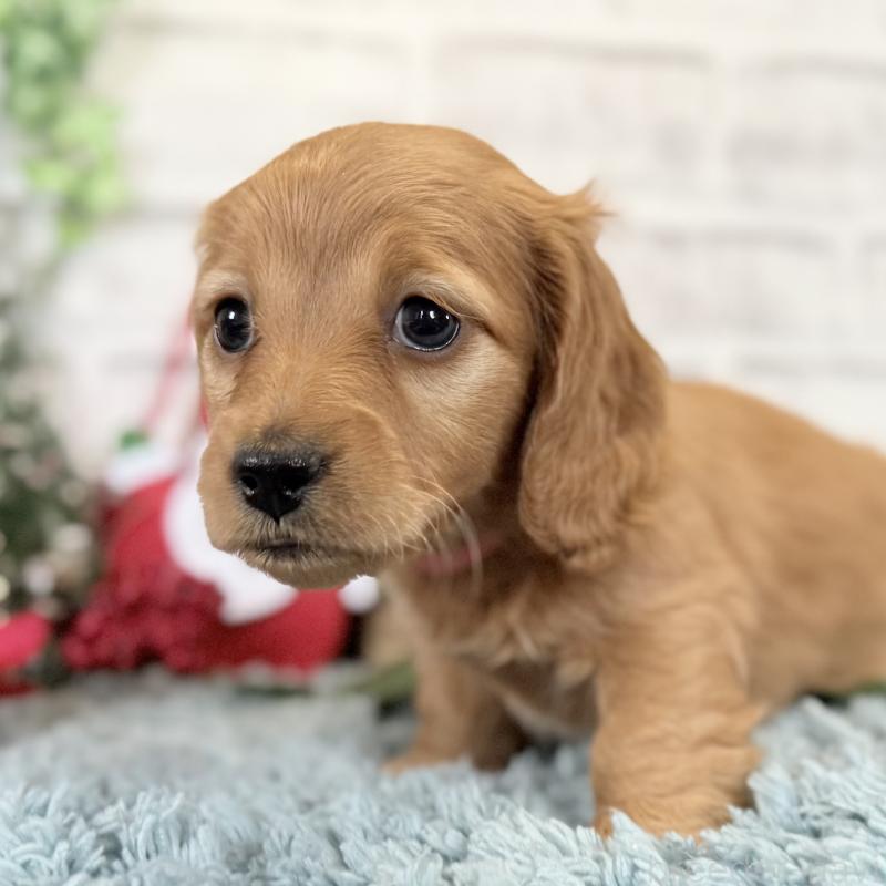 販売中の埼玉県のミニチュアダックスフンド(ロングヘアード)-427137の5枚目