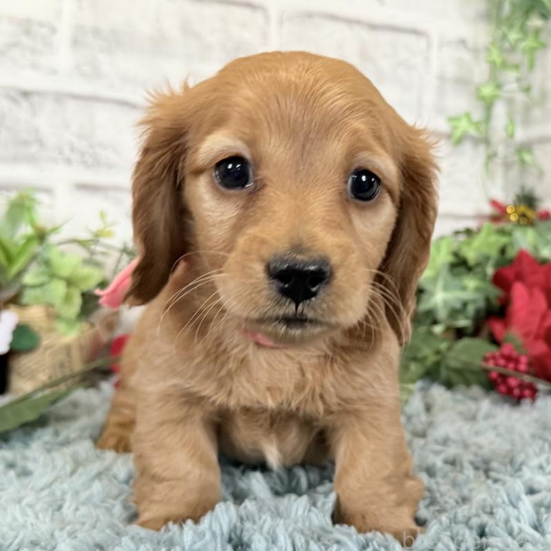 販売中の埼玉県のミニチュアダックスフンド(ロングヘアード)-427137の4枚目