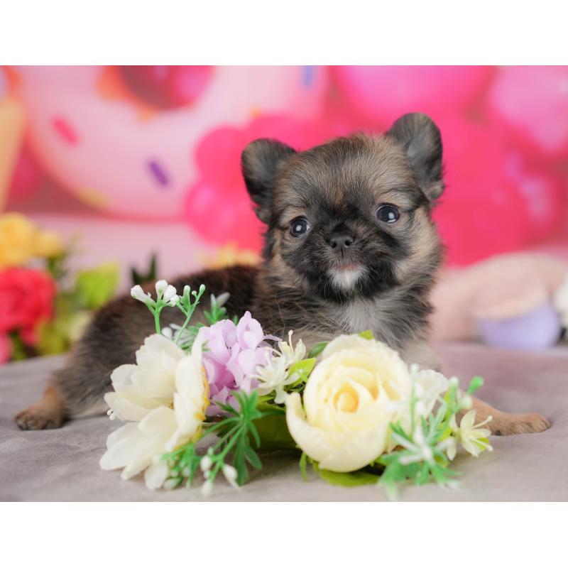 販売中の栃木県のチワワ(ロングコート)-427275の4枚目