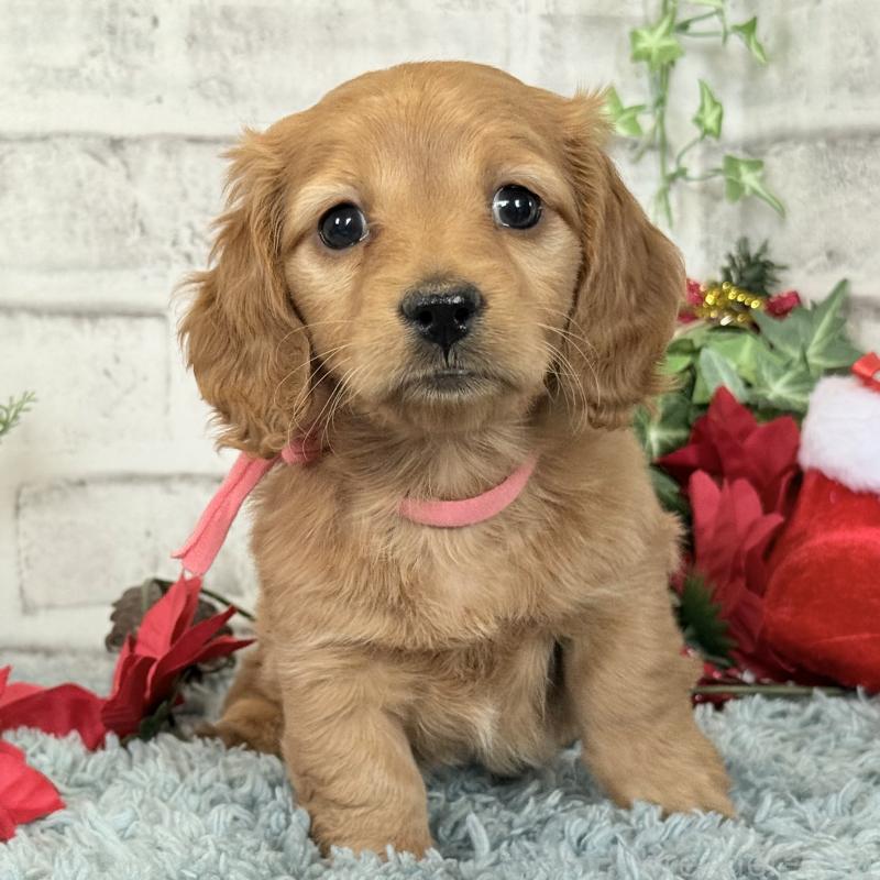 販売中の埼玉県のミニチュアダックスフンド(ロングヘアード)-427137の3枚目