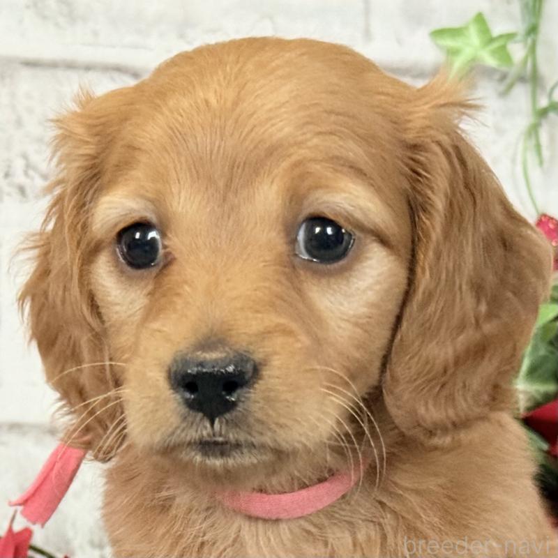 販売中の埼玉県のミニチュアダックスフンド(ロングヘアード)-427137の2枚目