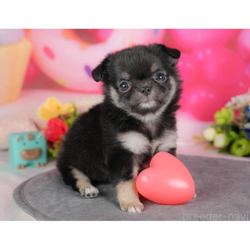 販売中の栃木県のチワワ(ロングコート)-427274の1枚目