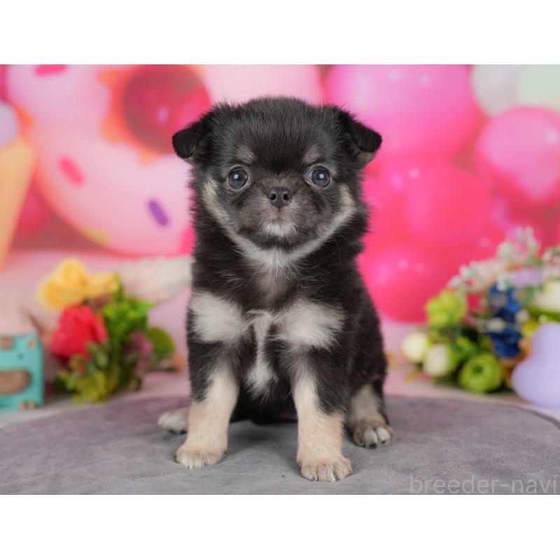 販売中の栃木県のチワワ(ロングコート)-427274の8枚目