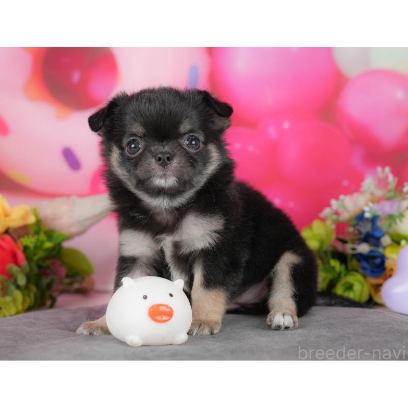 販売中の栃木県のチワワ(ロングコート)-427274の7枚目