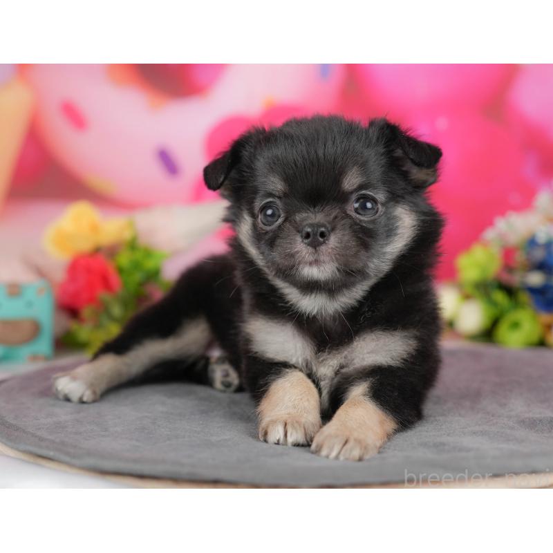 販売中の栃木県のチワワ(ロングコート)-427274の5枚目