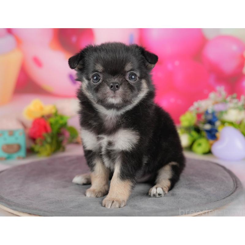 販売中の栃木県のチワワ(ロングコート)-427274の4枚目