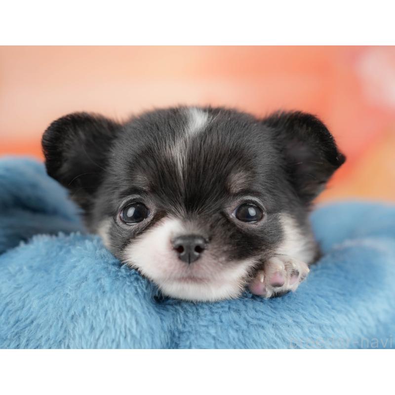 販売中の栃木県のチワワ(ロングコート)-427273の1枚目