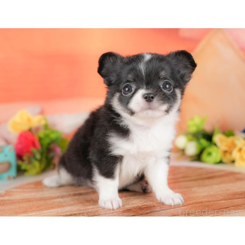 販売中の栃木県のチワワ(ロングコート)-427273の11枚目