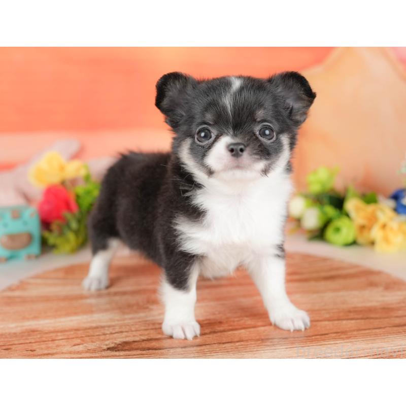 販売中の栃木県のチワワ(ロングコート)-427273の10枚目