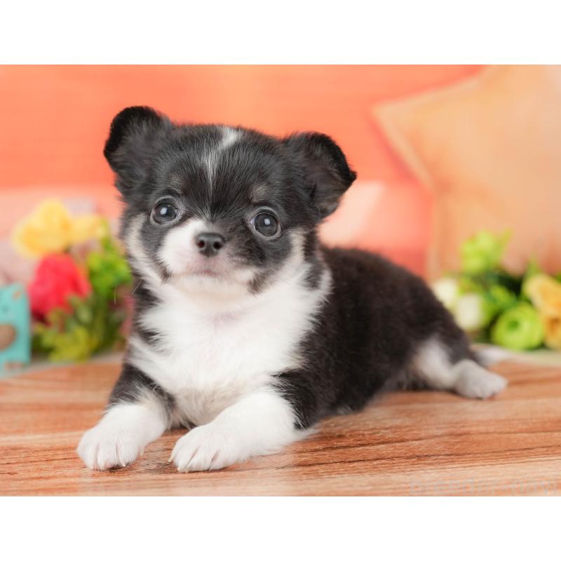 販売中の栃木県のチワワ(ロングコート)-427273の9枚目