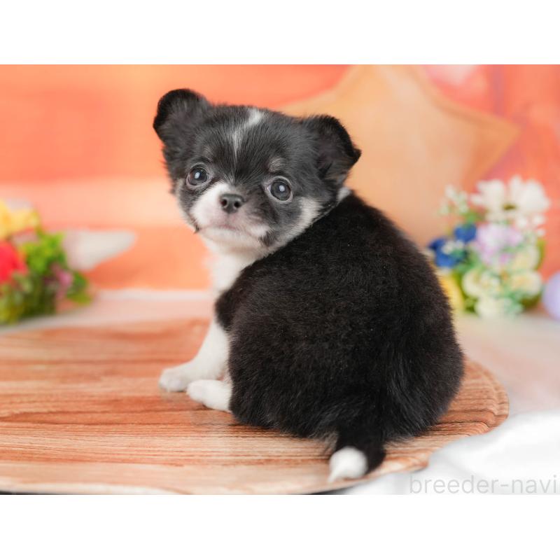 販売中の栃木県のチワワ(ロングコート)-427273の8枚目