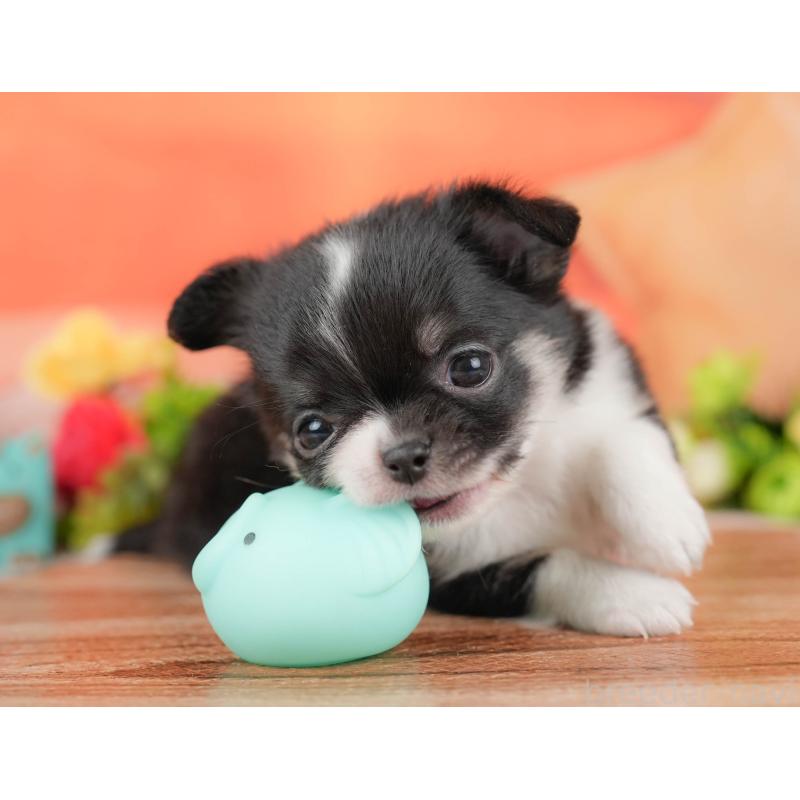 販売中の栃木県のチワワ(ロングコート)-427273の6枚目