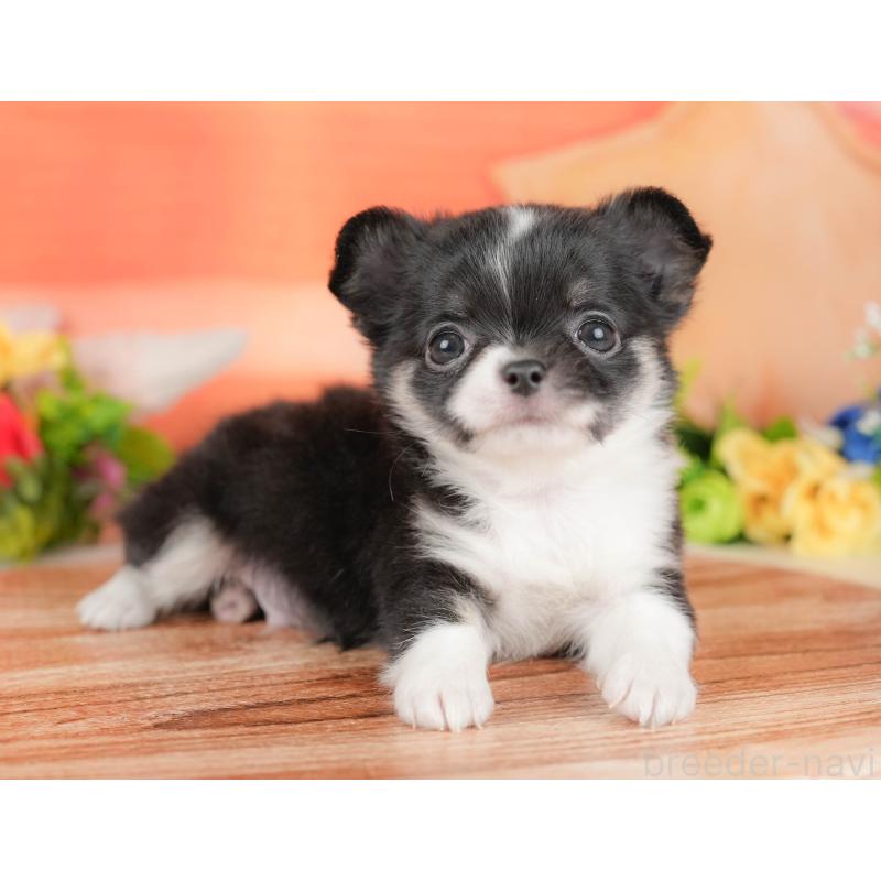 販売中の栃木県のチワワ(ロングコート)-427273の5枚目