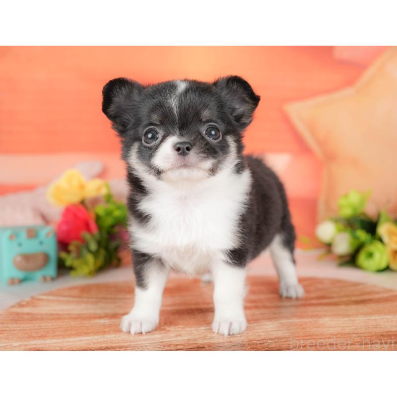 販売中の栃木県のチワワ(ロングコート)-427273の4枚目