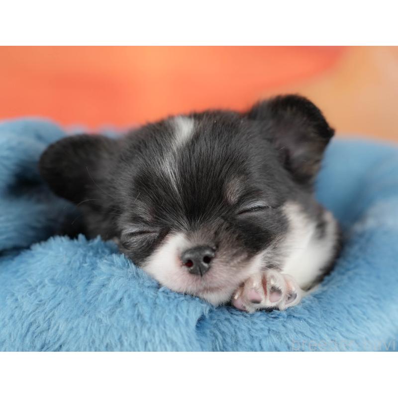 販売中の栃木県のチワワ(ロングコート)-427273の3枚目