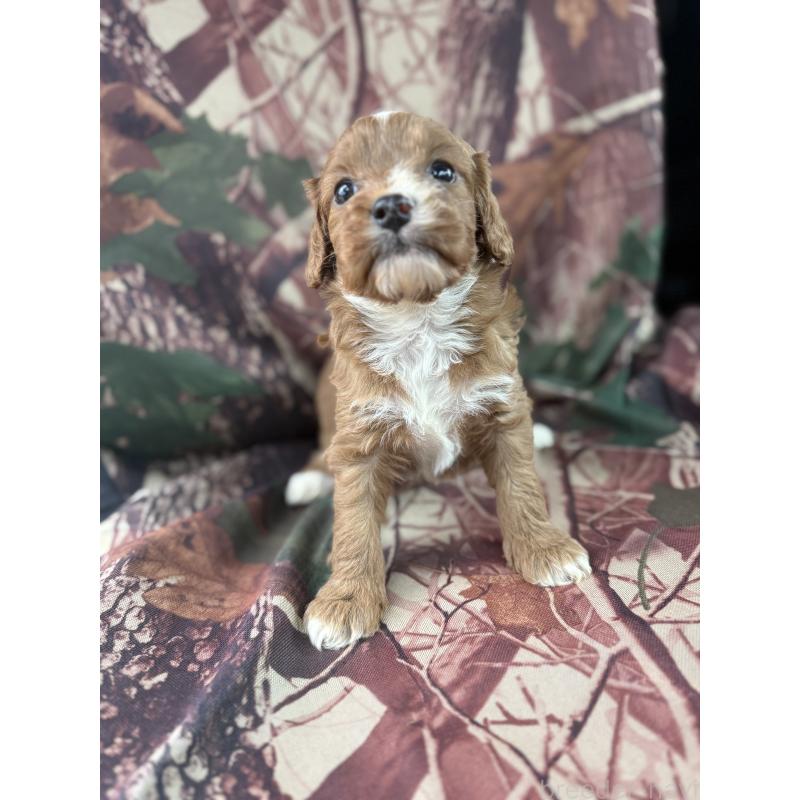 販売中の福岡県のマルプー:マルチーズ×トイプードル-427139の5枚目