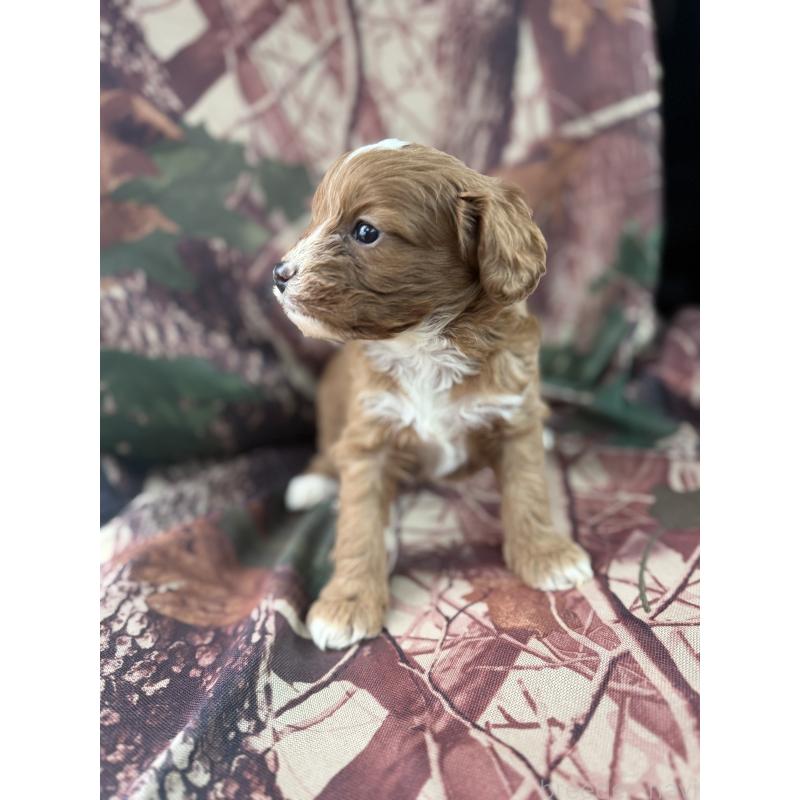 販売中の福岡県のマルプー:マルチーズ×トイプードル-427139の4枚目