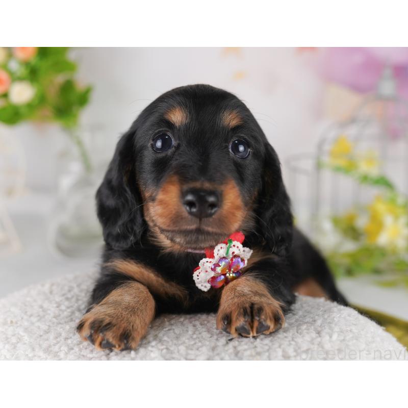 販売中の東京都のミニチュアダックスフンド(ロングヘアード)-428232の10枚目