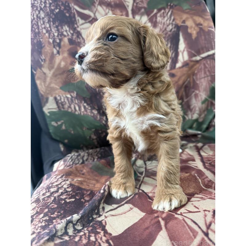 販売中の福岡県のマルプー:マルチーズ×トイプードル-427139の3枚目